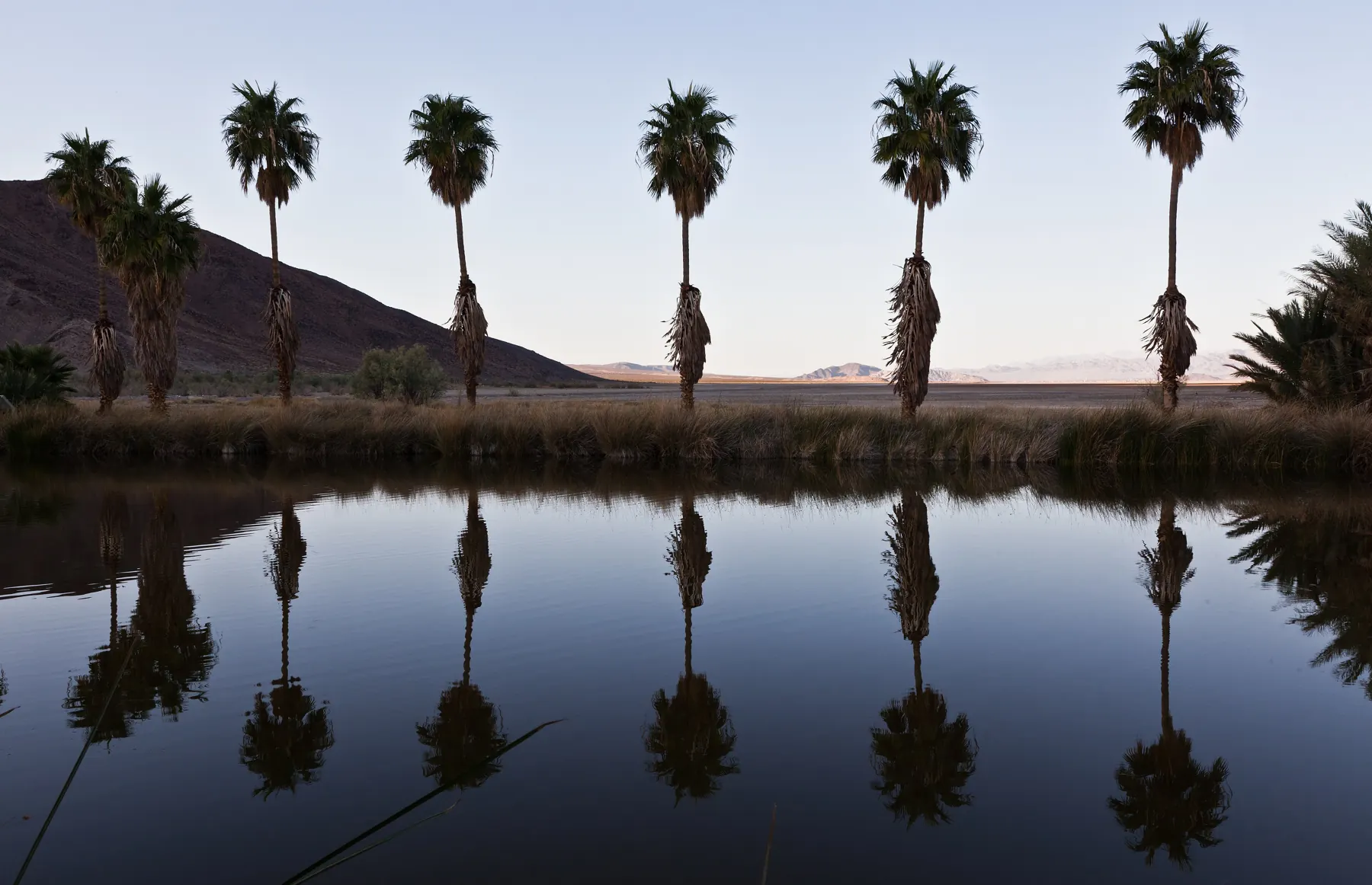California fan palms reflected in Lake Tuendae at Zzyzx