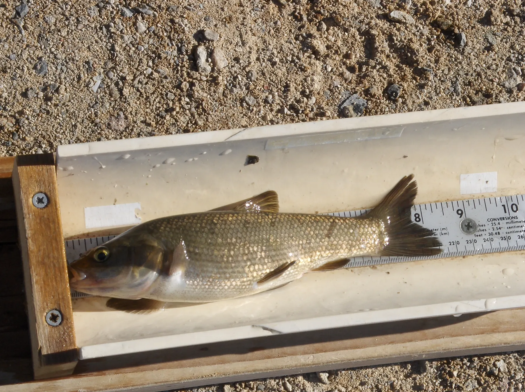The Mohave tui chub, the fish that saved the place